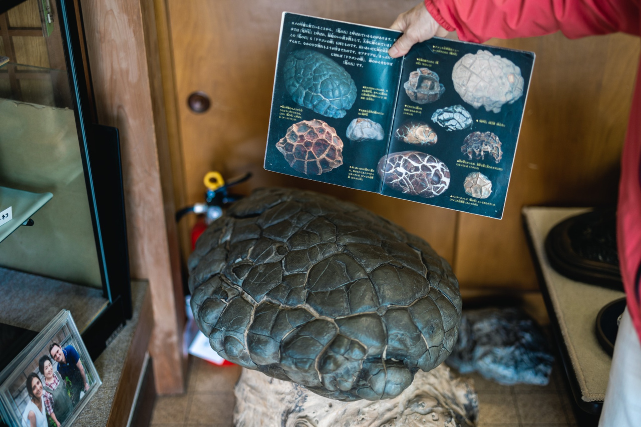 A large patterned stone beneath an open illustrated reference book.