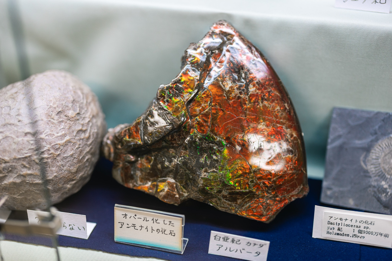 An ammonite fossil with an iridescent red and green surface.