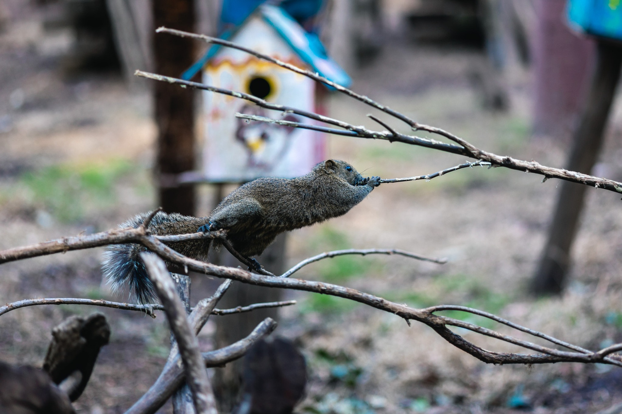 A Taiwan squirrel stretching between thin branches, with a painted nest box behind it.