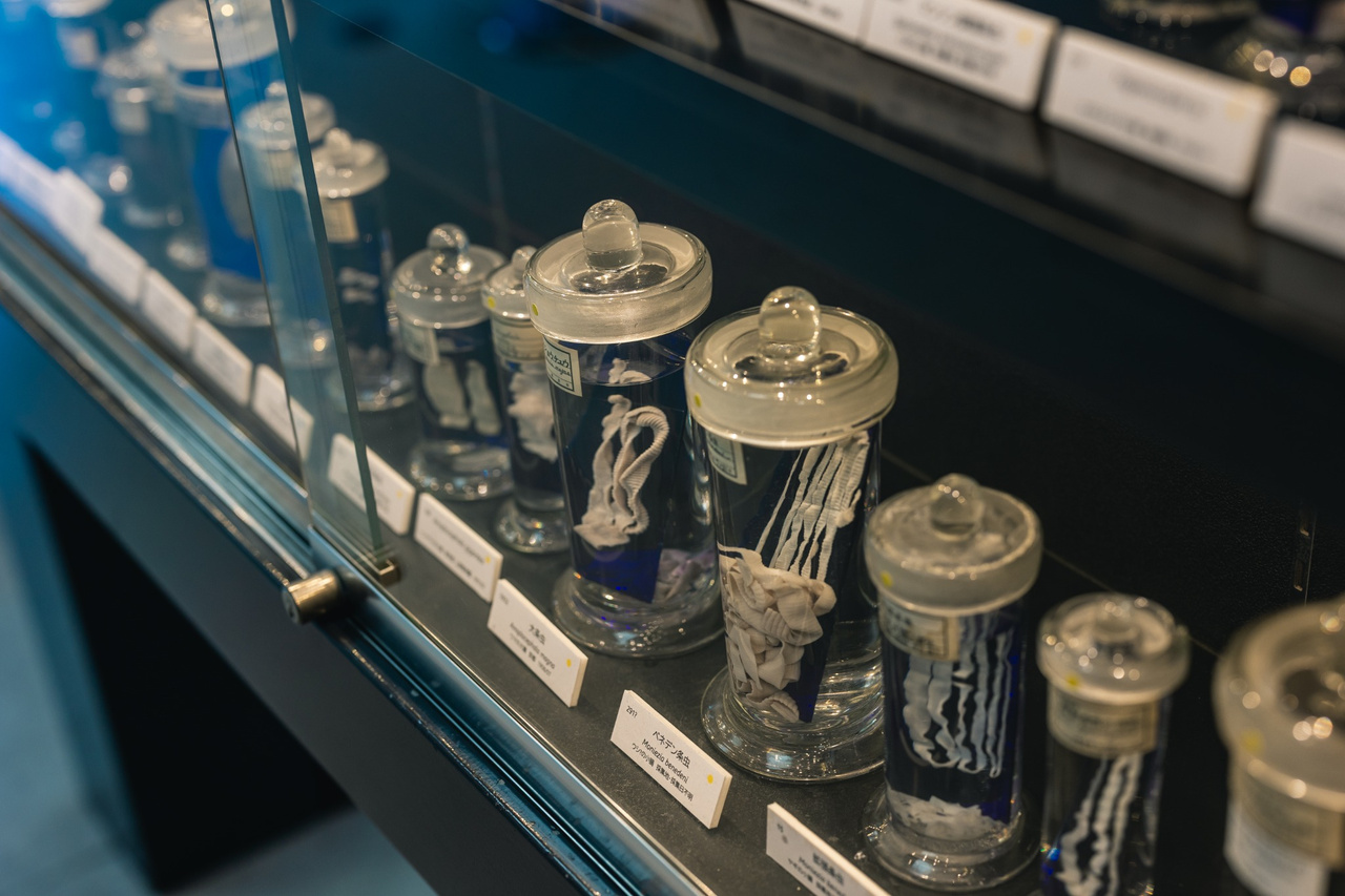 Preserved tapeworm specimens in glass jars at the Meguro Parasitological Museum.