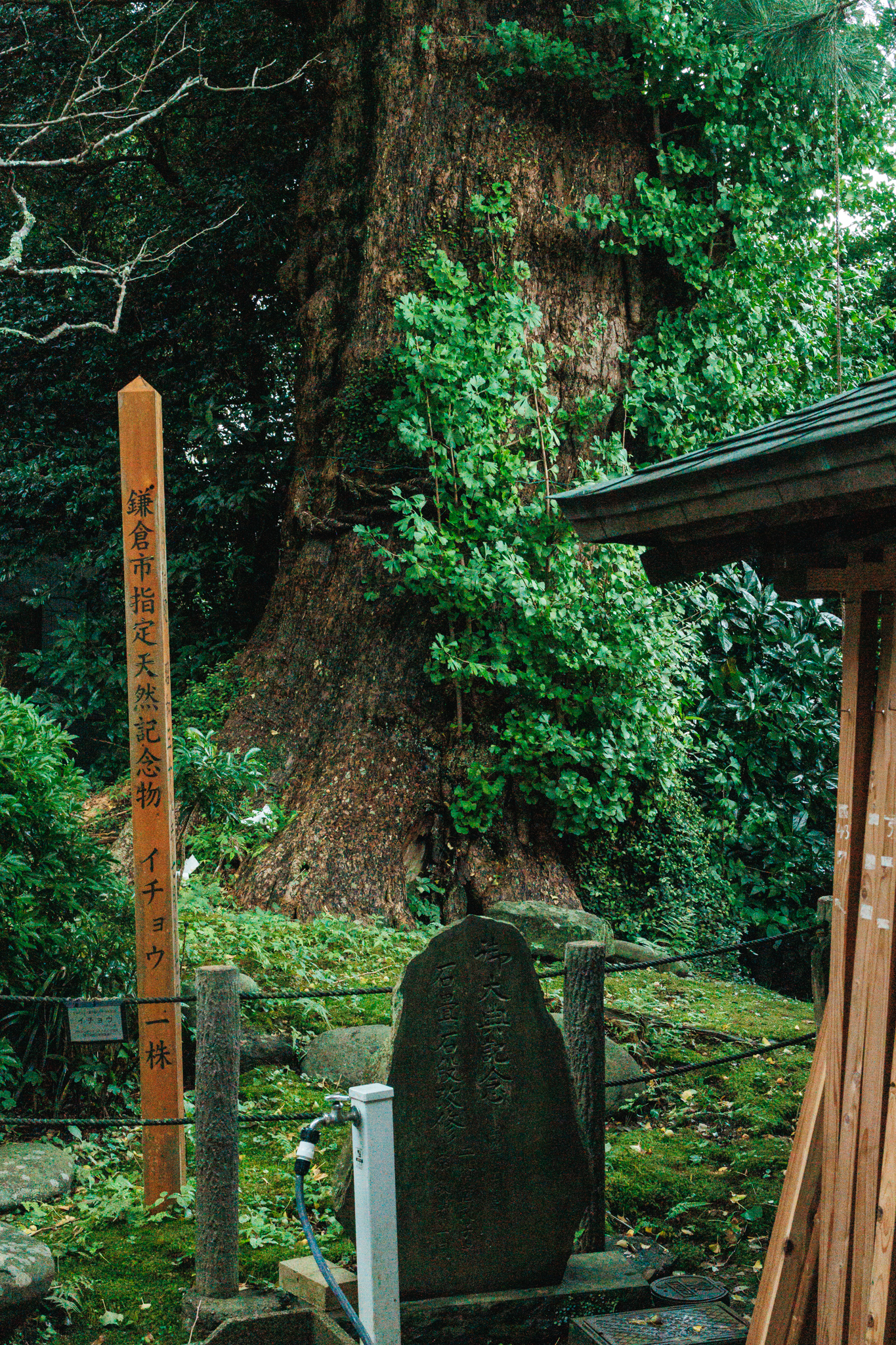 The giant ginkgo at Egara Tenjin Shrine, its trunk covered in young shoots, beside a Kamakura City Natural Monument post