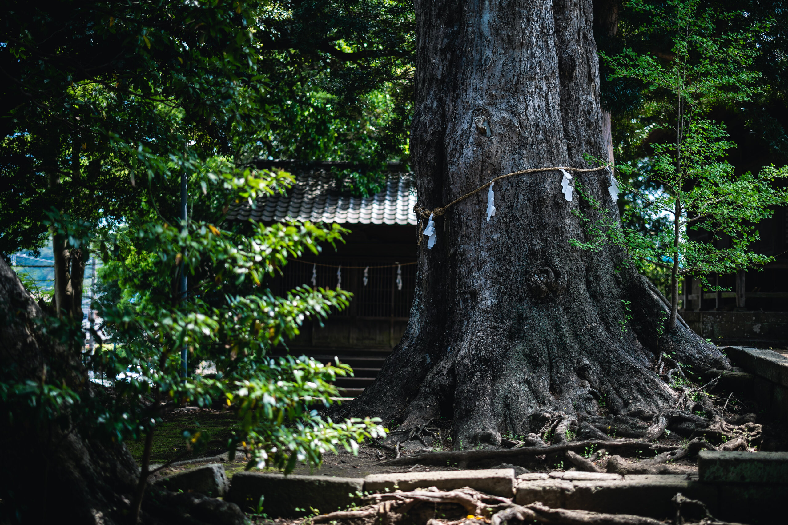 A giant ginkgo beside Goryō Shrine in Zushi, its roots spreading across the shaded grounds.
