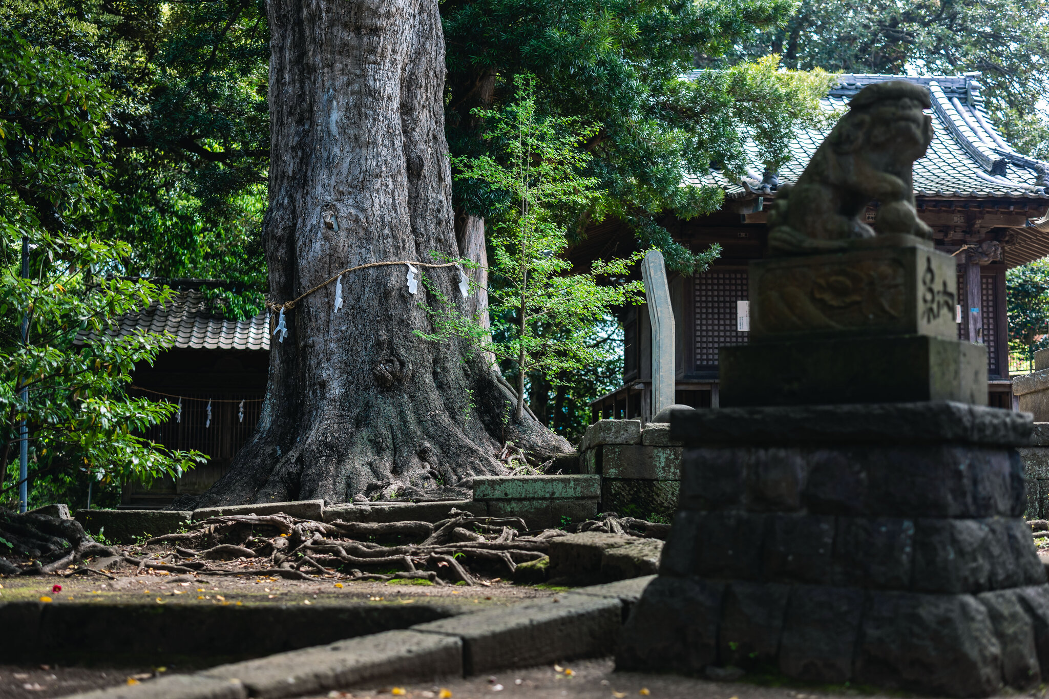 The giant ginkgo, its spreading roots and a stone guardian sharing the shrine grounds.