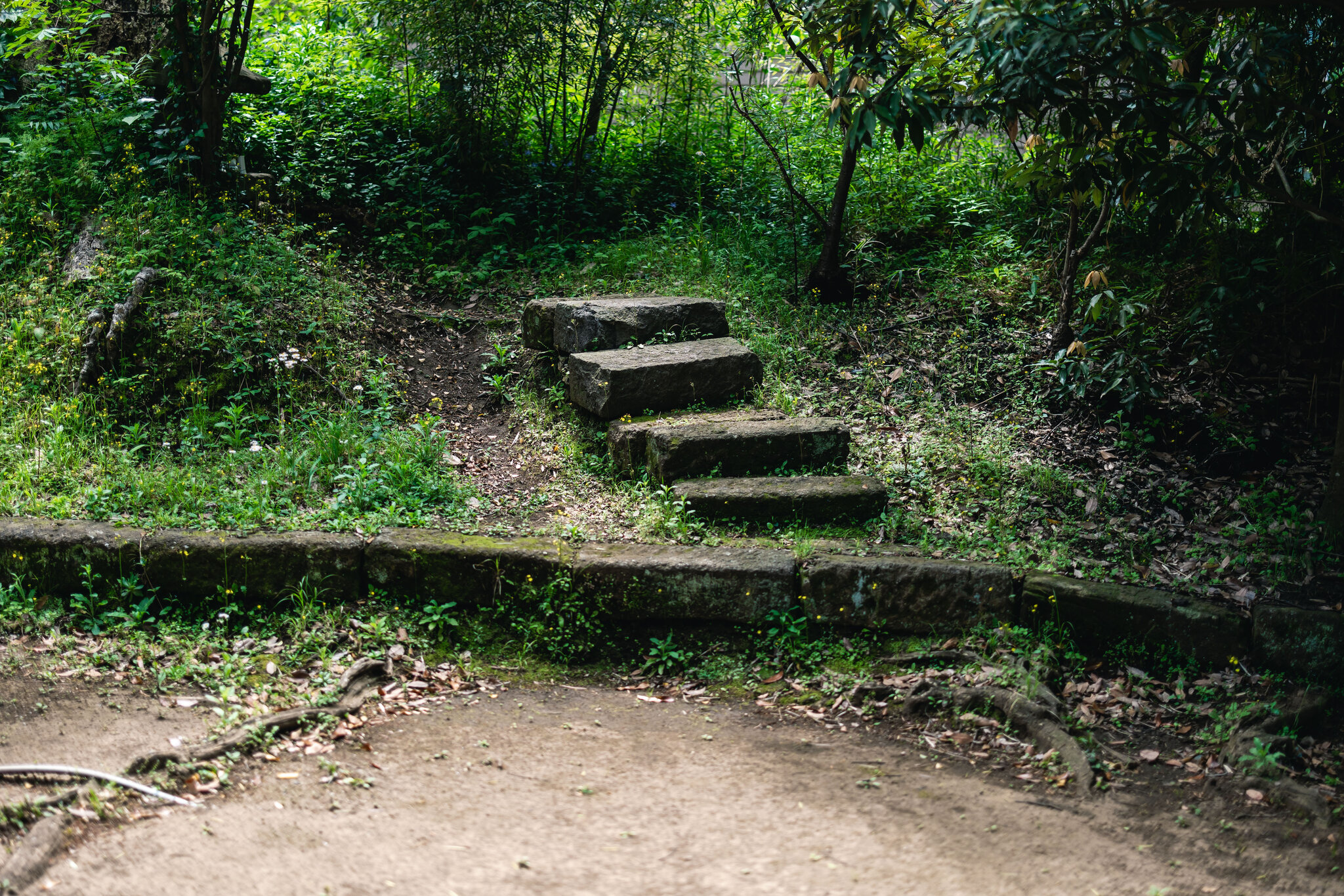 Small flowers growing beside weathered stone steps in the sacred woodland at Goryō Shrine.