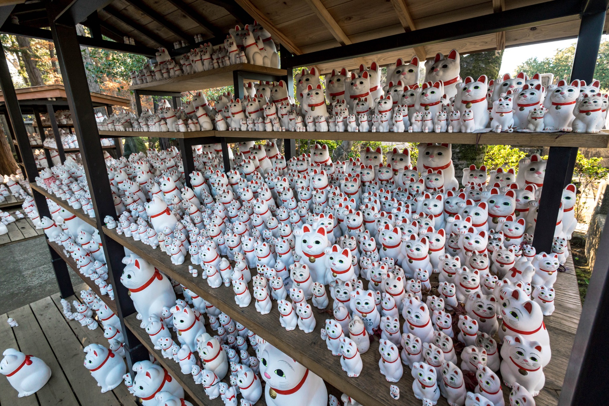 Dense rows of maneki-neko figures filling outdoor shelves at Gotokuji Temple.