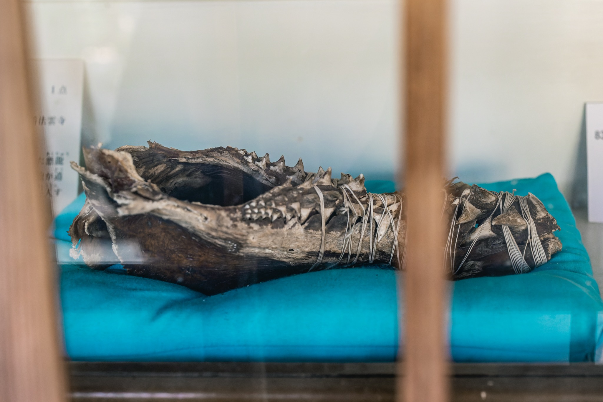 Object preserved at Hounji Temple in Chichibu as a dragon bone, displayed behind glass with visible teeth and jaw-like features.