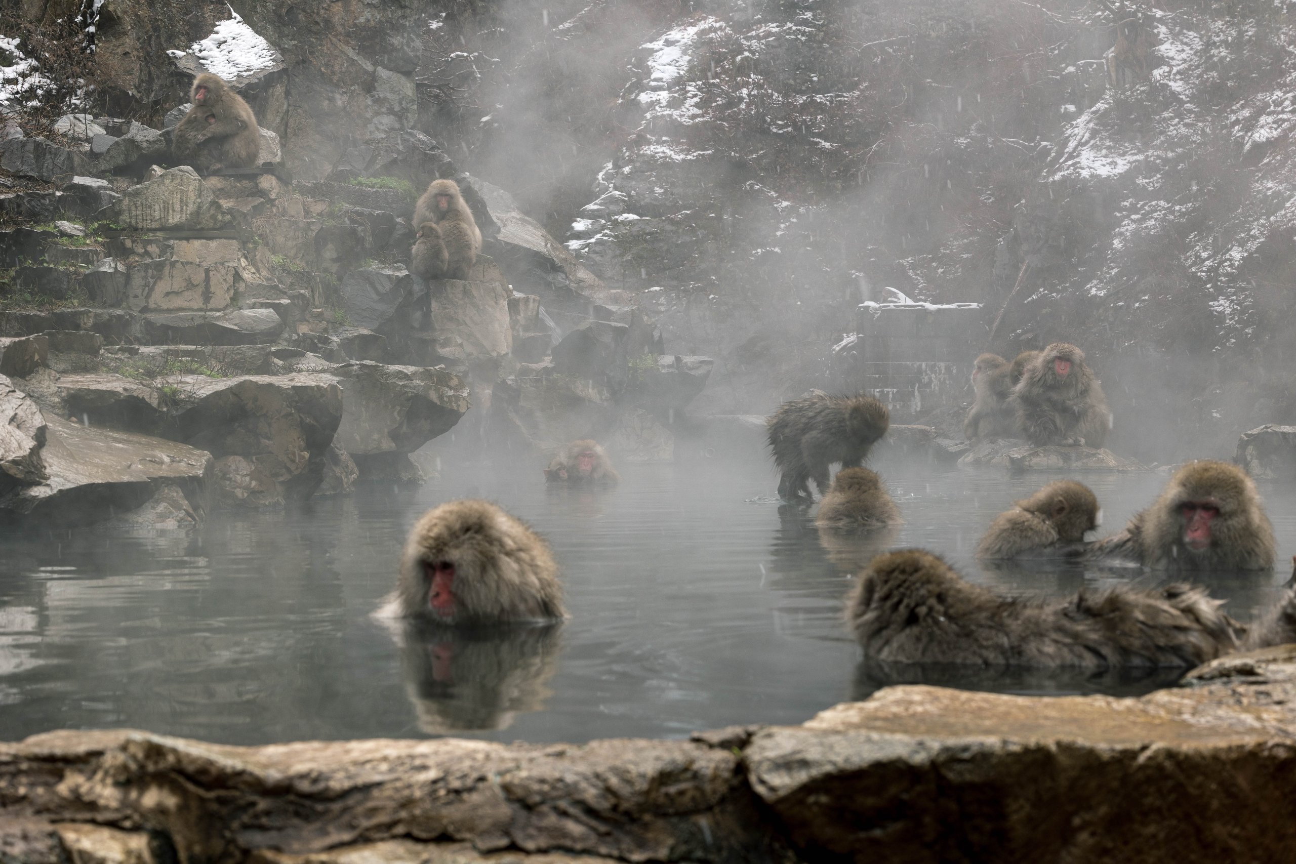 Japanese macaques soaking in a steaming outdoor hot spring at Jigokudani, with more monkeys on the snowy rocks behind