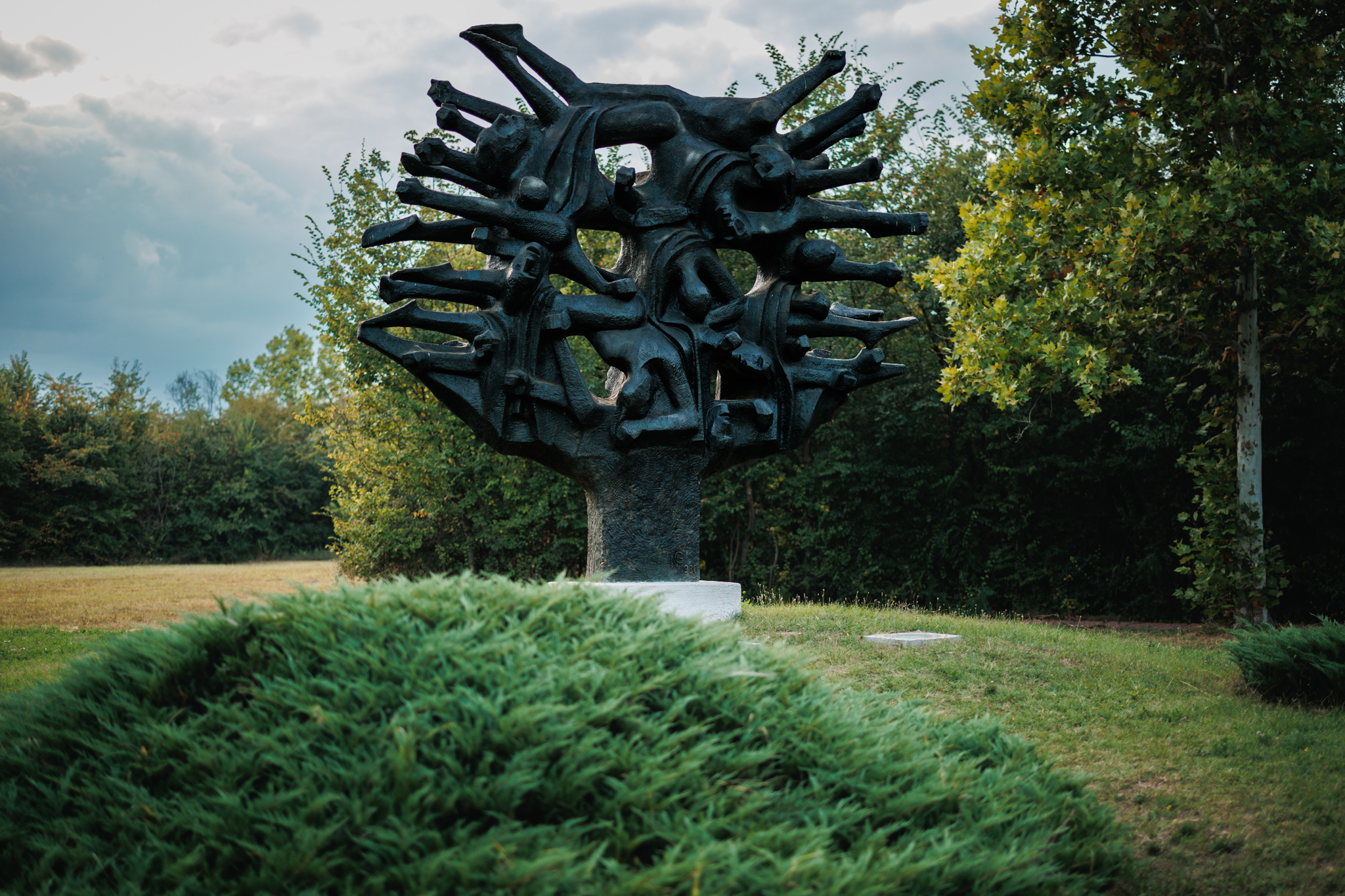 A dark bronze sculpture of interlocking human bodies spreading into the crown of a tree, behind a mound of clipped juniper