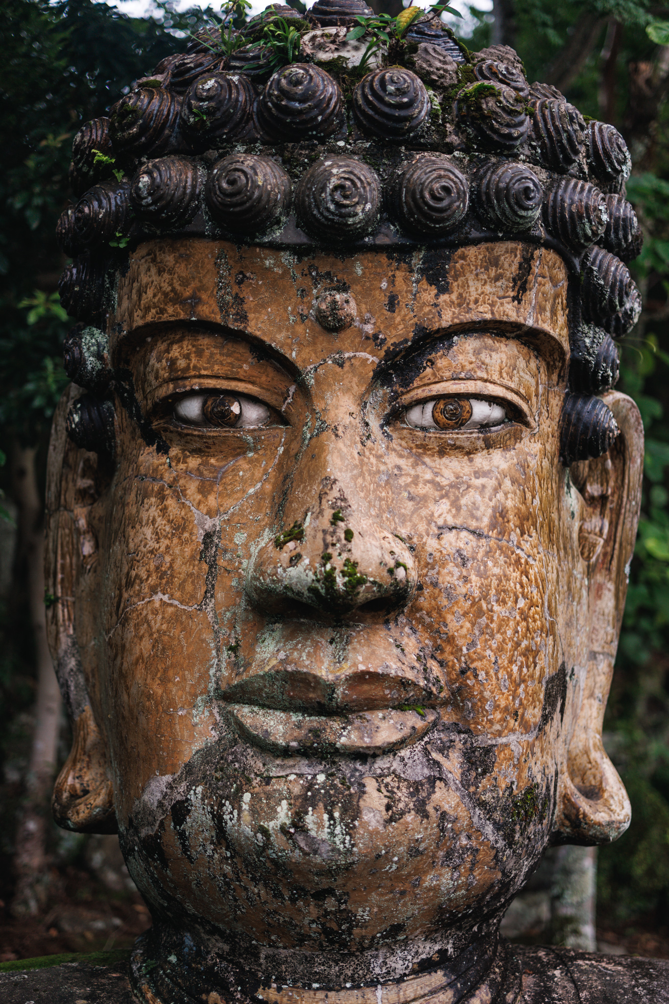 Close front view of the ceramic Buddha’s face, with heavy brows, wide eyes with dark round pupils, a closed mouth, moss beside the nose and small plants among the curls