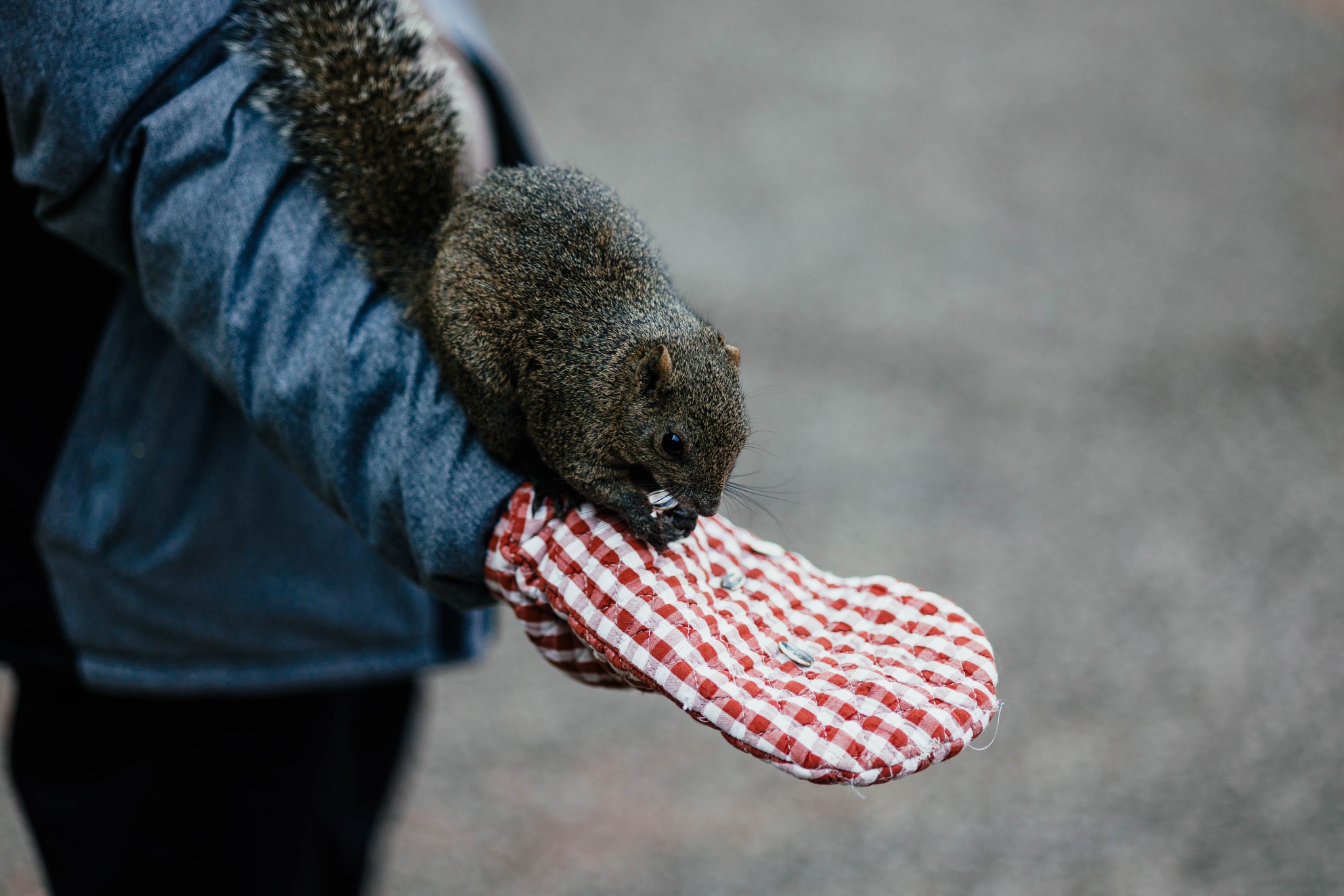 A Taiwan squirrel eating a sunflower seed while sitting on a visitor’s sleeve beside a red-and-white feeding mitten.