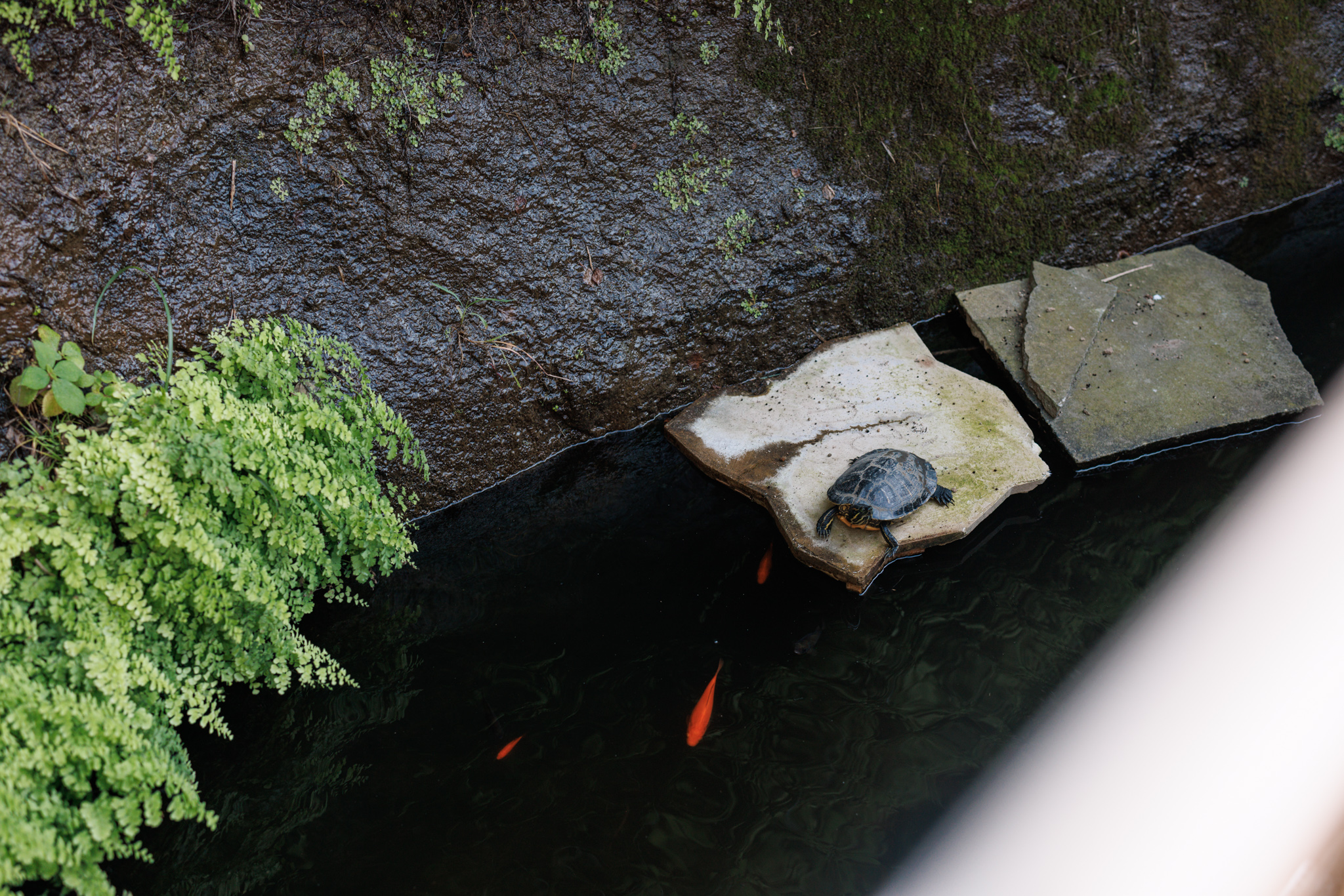 Looking down over a railing into a dark pond, where a turtle sits on a flat stone and goldfish swim beneath a wet rock wall and ferns
