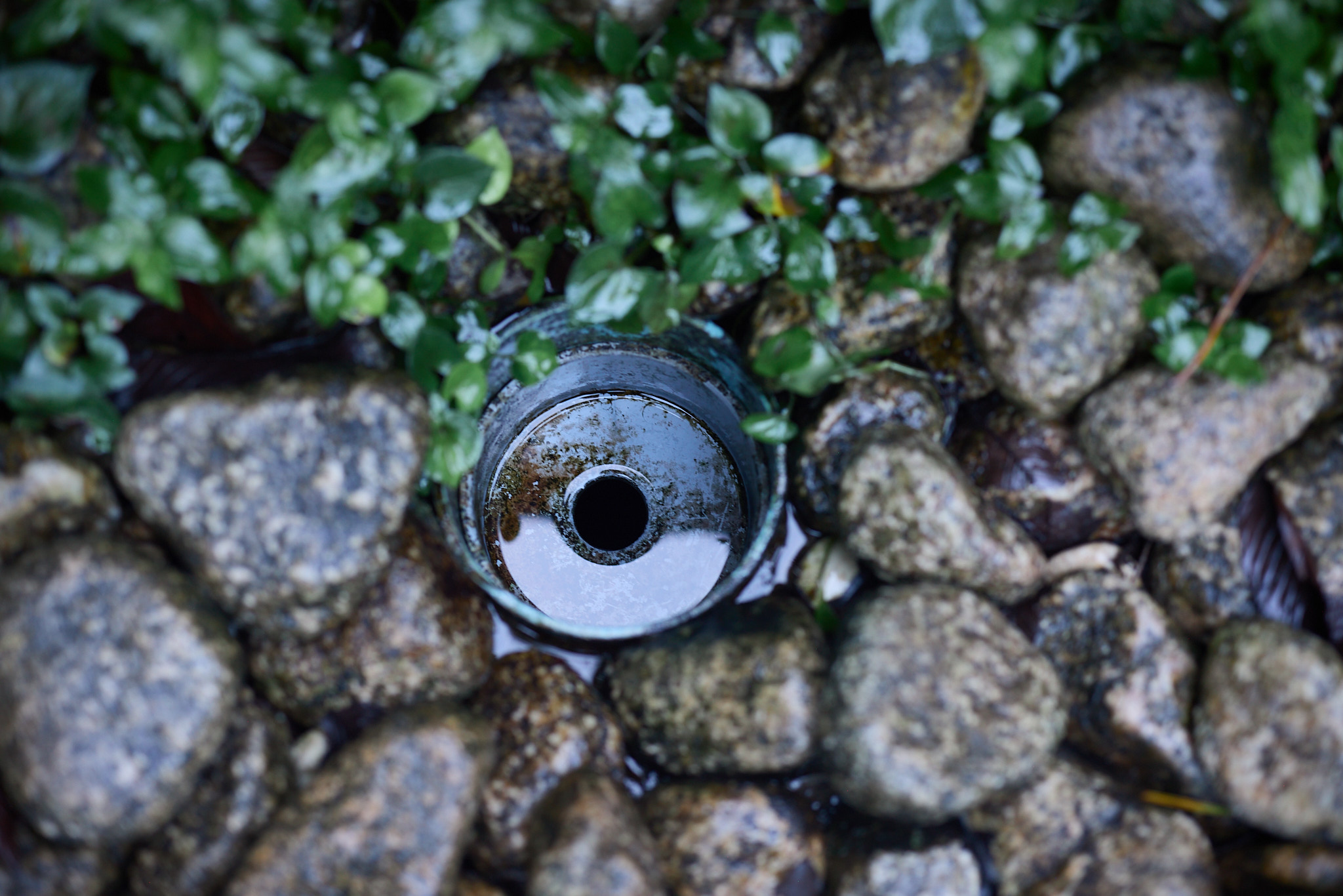 A round metal opening set among wet pebbles and small leaves, with dark water inside