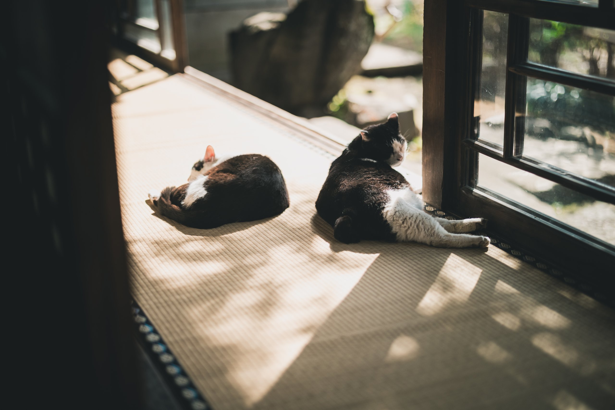 Two black-and-white cats resting beside an open glass door on sunlit tatami.