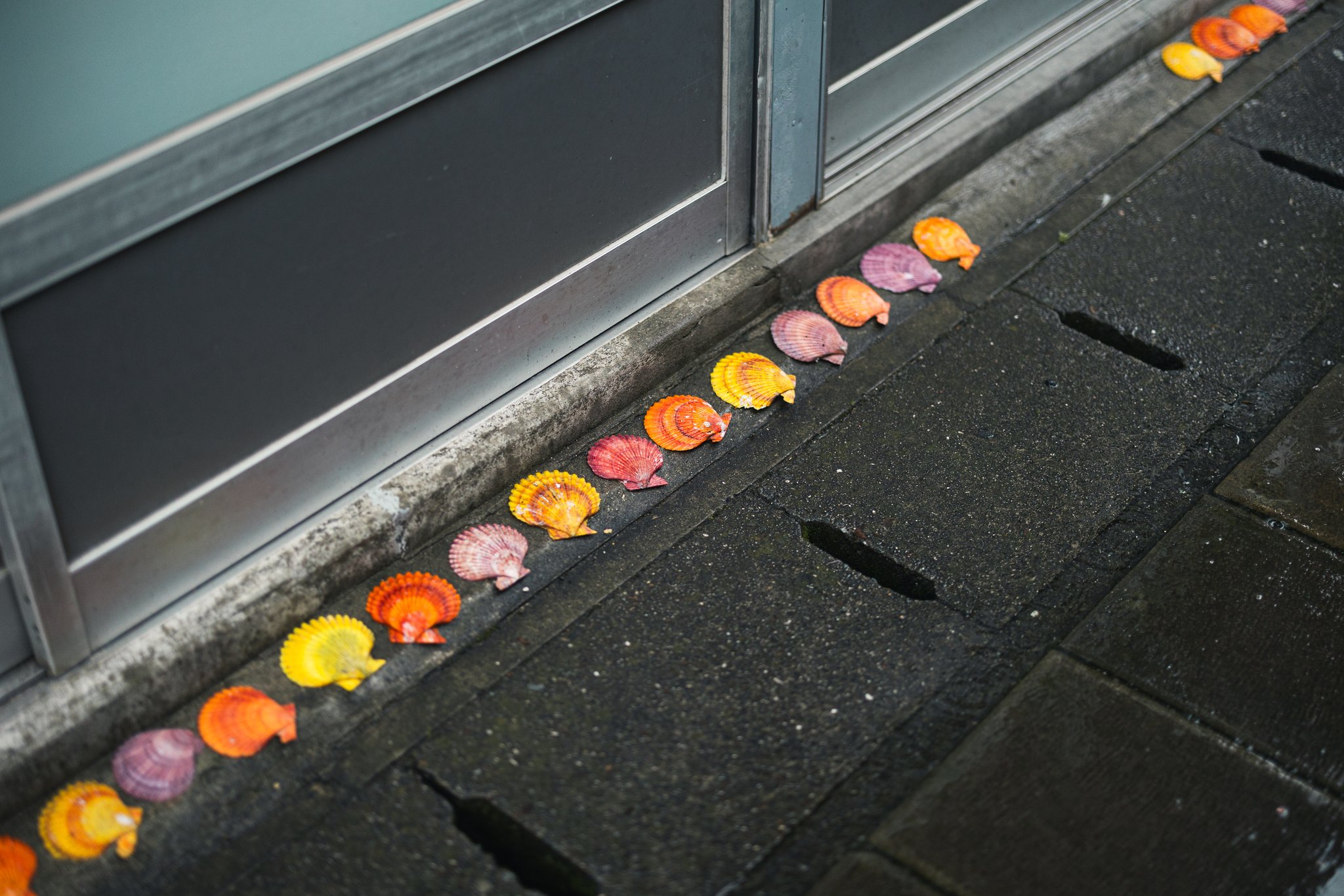 Orange, yellow and purple hiōgi scallop shells lined up along a doorstep